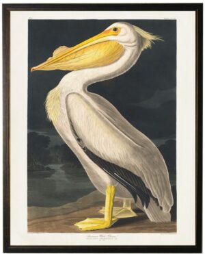 American White Pelican bookplate