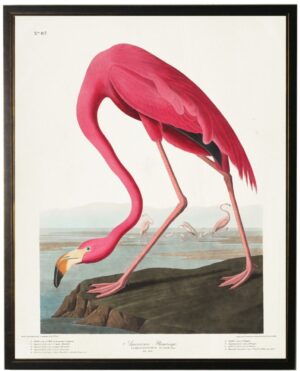 Pink Flamingo bookplate