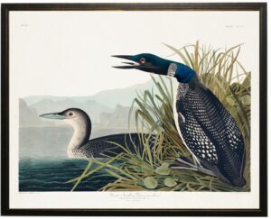 Great Northern Diver bookplate