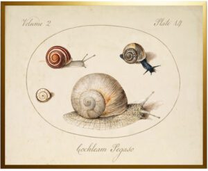 Vintage snail bookplate