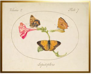 Vintage moth and floral bookplate