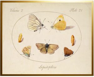 Vintage moth bookplate