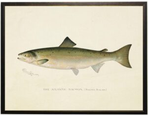 Vintage Atlantic Salmon bookplate