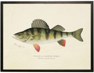 Vintage Yellow Perch bookplate