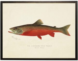 Vintage Canadian Red Trout bookplate