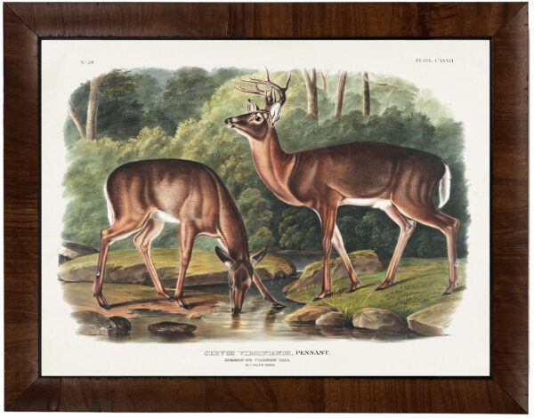 Vintage Audobon common deer painting reproduction