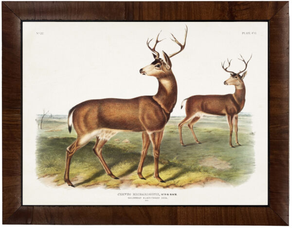 Vintage Audobon black tailed deer painting reproduction