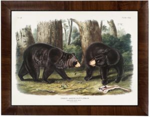 Vintage Audobon black bear painting reproduction