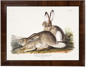 Vintage Audobon rocky mountain hare painting reproduction