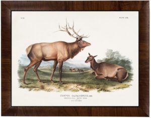 Vintage Audobon  American elk painting reproduction