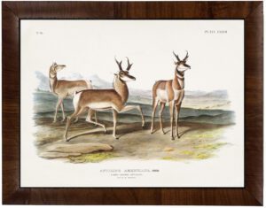 Vintage Audobon prong horned antelope painting reproduction