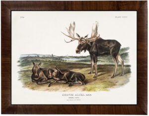 Vintage Audobon moose painting reproduction