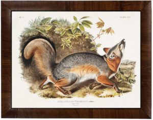 Vintage Audobon grey fox painting reproduction