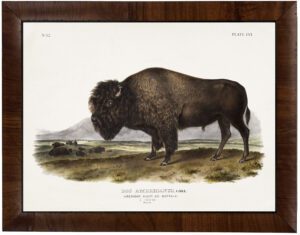 Vintage Audobon buffalo painting reproduction