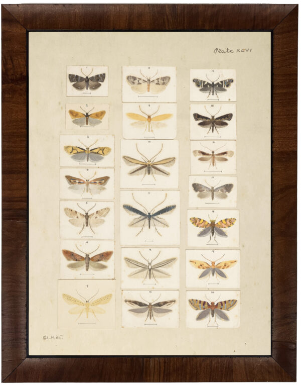 Vintage multi moth bookplate on distressed background