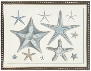Vintage colored starfish engraving reproduction