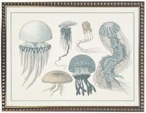 Vintage colored jellyfish engraving reproduction