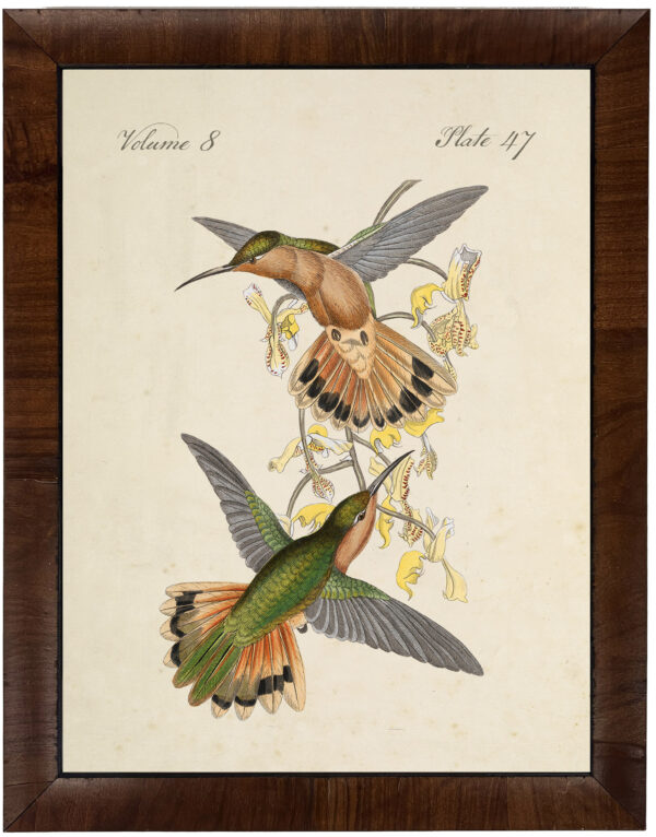 Vintage hummingbird art on distressed background