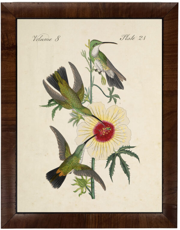 Vintage hummingbird art on distressed background