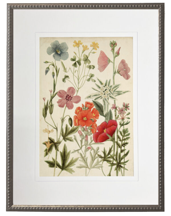 Vintage wildflower bookplate matted with a cream mat