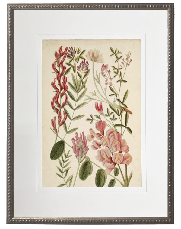 Vintage wildflower bookplate matted with a cream mat