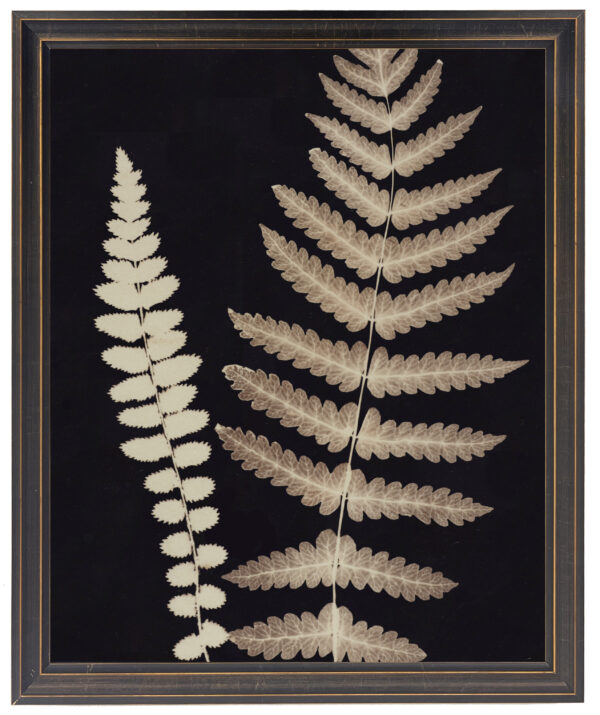 Natural ferns on distressed black background