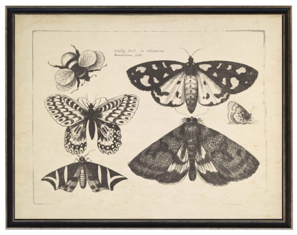 Vintage black and white moth illustrations on a distressed background