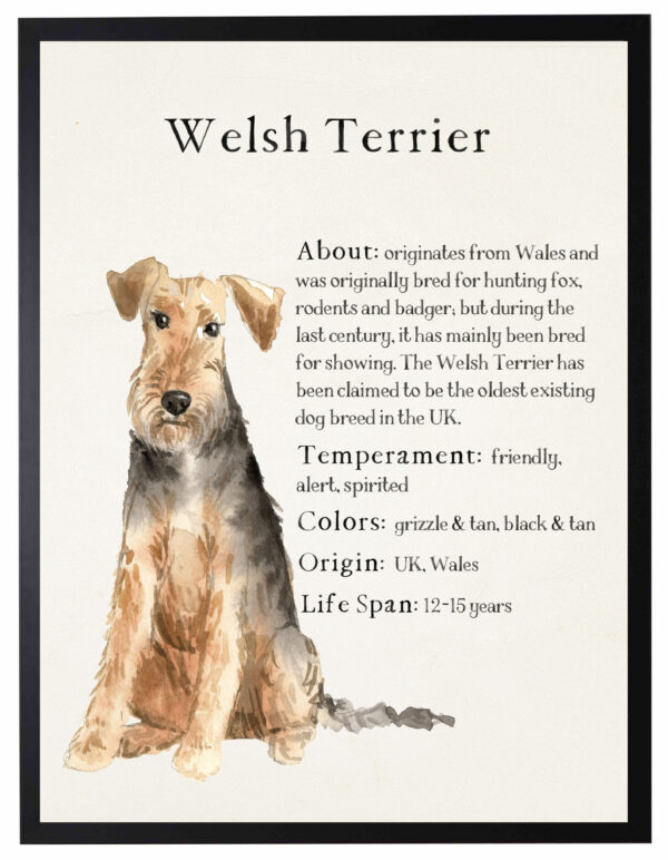 Watercolor Welsh Terrier with breed facts