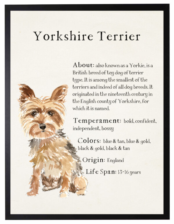 Watercolor Yorkshire Terrier with breed facts