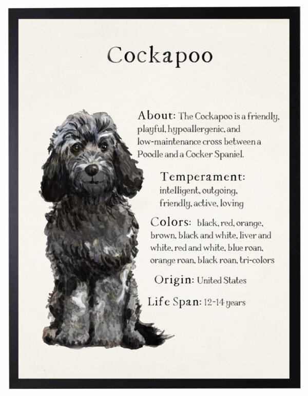 Watercolor Black Cockapoo with breed facts