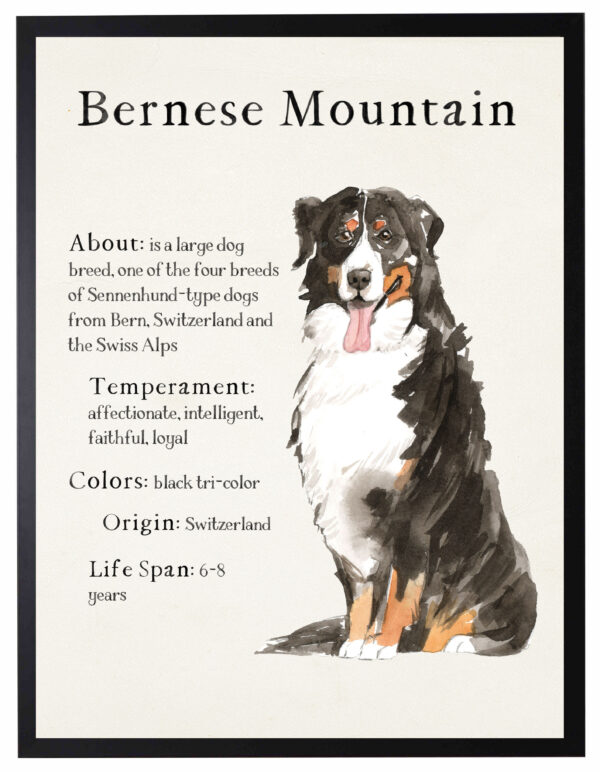 Watercolor Bernese Mountain Dog with breed facts