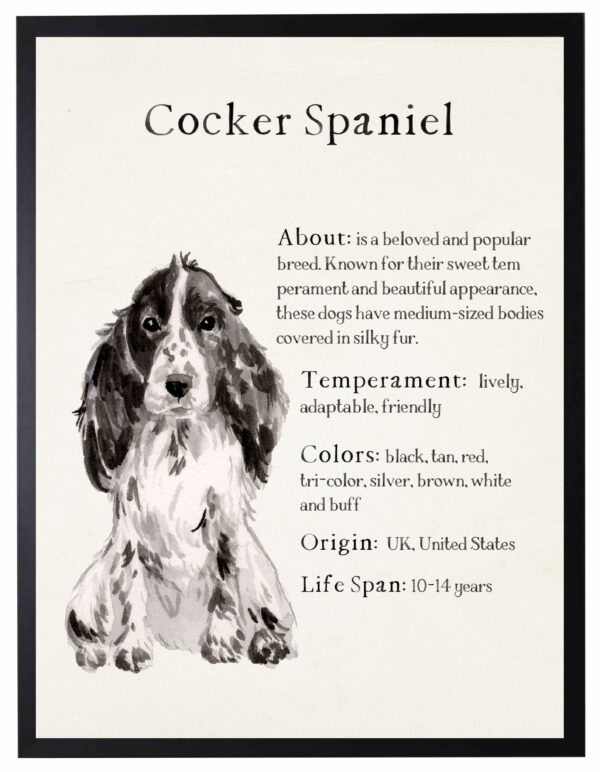Watercolor Cocker Spaniel with breed facts