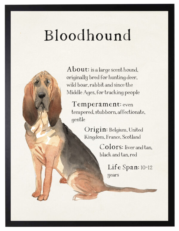 Watercolor Bloodhound with breed facts