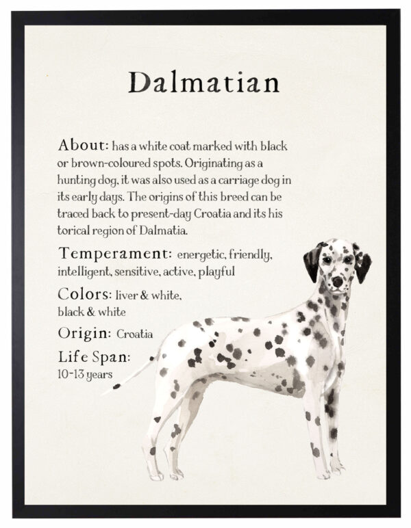 Watercolor Dalmation with breed facts