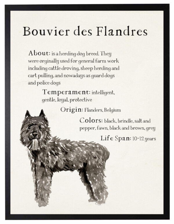 Watercolor Bouvier des Flandres with breed facts