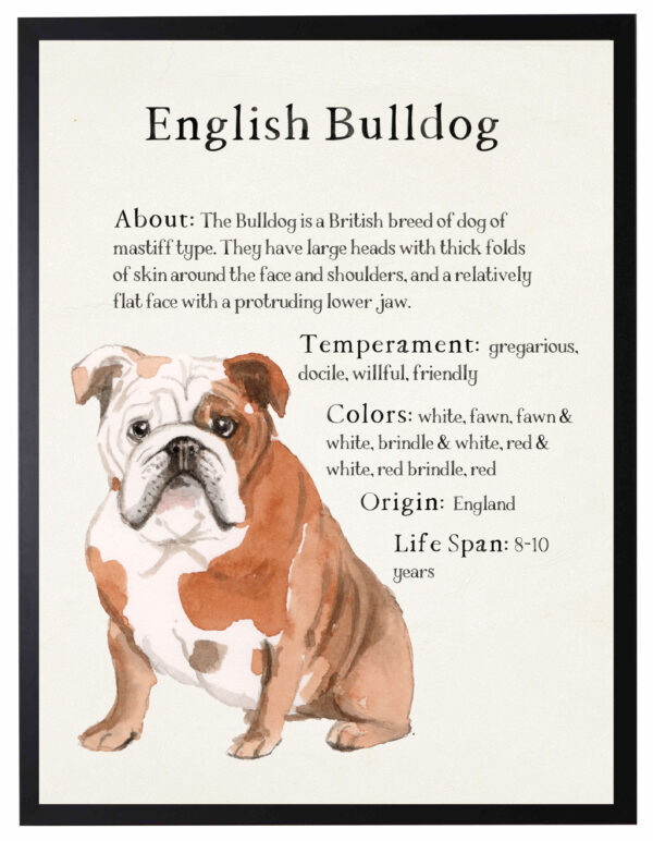 Watercolor English Bulldog with breed facts