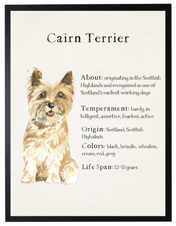 Watercolor Cairn Terrier with breed facts