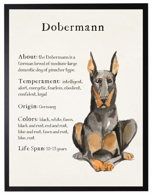 Watercolor Dobermann with breed facts