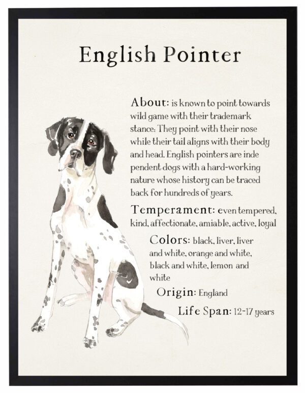 Watercolor English Pointer with breed facts