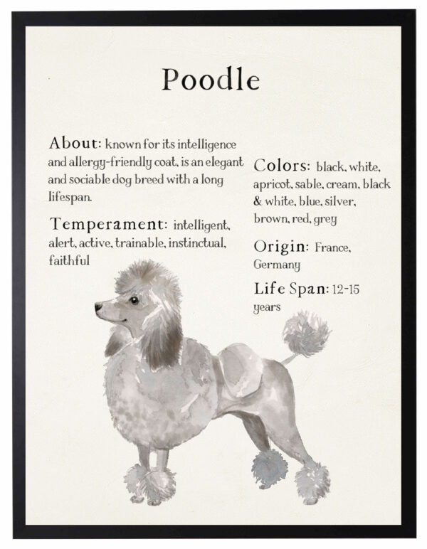 Watercolor Poodle with breed facts