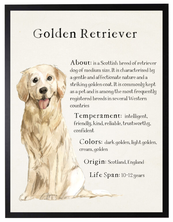 Watercolor Golden Retriever with breed facts