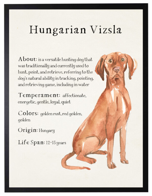 Watercolor Vizsla with breed facts