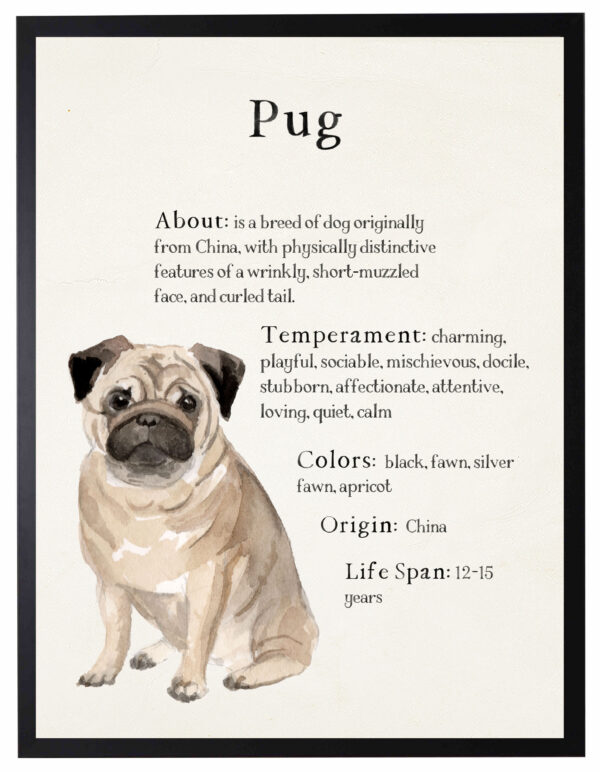 Watercolor Pug with breed facts