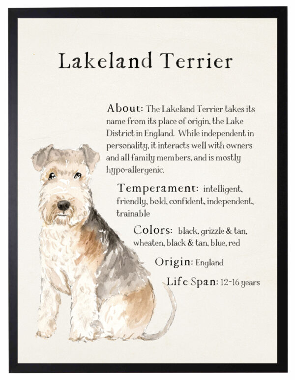 Watercolor Lakeland Terrier with breed facts
