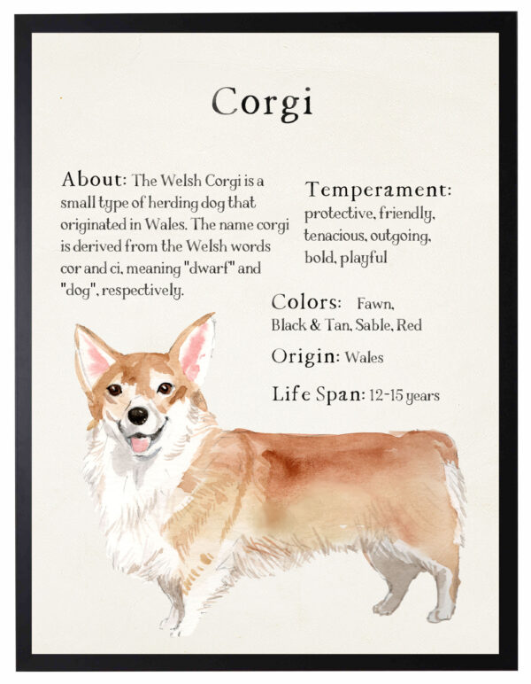 Watercolor Corgi with breed facts