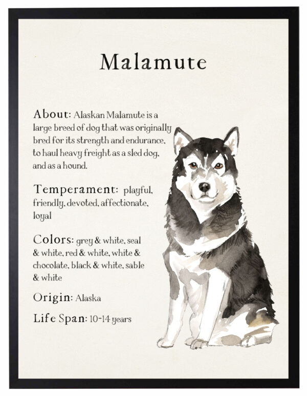 Watercolor Alaskan Malamute with breed facts