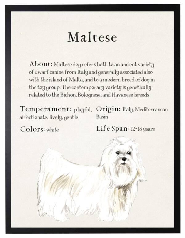 Watercolor Maltese with breed facts