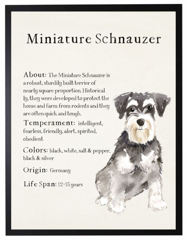 Watercolor Miniature Schnauzer with breed facts