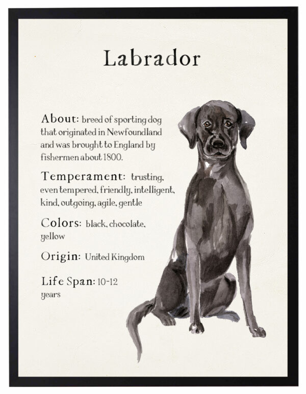 Watercolor Black Lab with breed facts