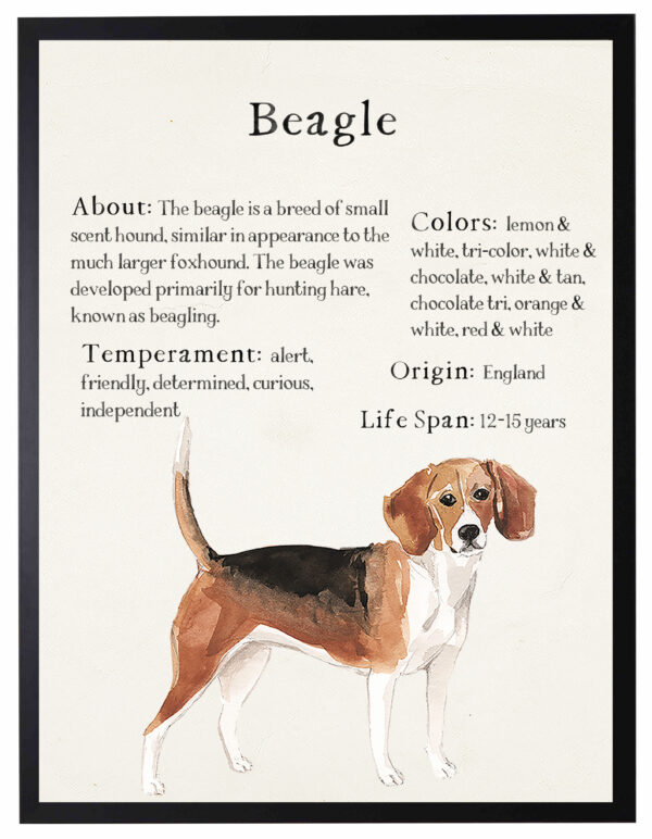 Watercolor Beagle with breed facts